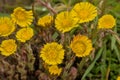 bright yellow colstfoot flowers i n early spring Royalty Free Stock Photo