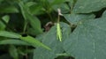 Overhead view of a young green grasshopper resting top of a wild leaf Royalty Free Stock Photo