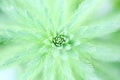 The overhead vision of Myriophyllum verticillatum