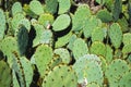 Overlapping green cacti - desert plants - prickly pear