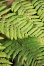 Overlapping green fern fronds in sunlight Royalty Free Stock Photo