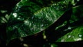 Overlapping jungle leaves creating Royalty Free Stock Photo