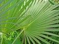 Overlapping Tropical Palm Leaves Royalty Free Stock Photo