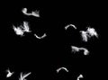 overlay of white goose feathers isolated on black background Royalty Free Stock Photo