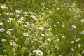 Overlooking a beautifully summer meadow