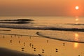 Overlooking birds on the beach at sunrise Royalty Free Stock Photo