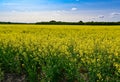 Overlooking colofful yellow canola filed Kumla Sweden Royalty Free Stock Photo