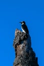 Overlooking entire wilderness view Royalty Free Stock Photo