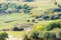 overlooking White Birch and sheep on the hillside Royalty Free Stock Photo