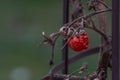 Ripe Tomato