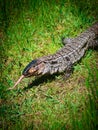 Overo lizard or common lizard in Uruguay Royalty Free Stock Photo