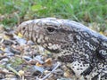 A lizard sunbathes on the grass.