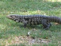 A lizard sunbathes on the grass.