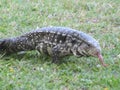 A lizard sunbathes on the grass.