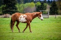 Overo patterned horse walking in pasture in the spring with brown and white coloring Royalty Free Stock Photo