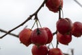 Overripe apples on a branch Royalty Free Stock Photo