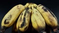 Overripe bananas almost rot and dry. Isolated on black background Royalty Free Stock Photo