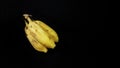 Overripe bananas almost rot and dry. Isolated on black background Royalty Free Stock Photo