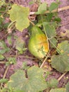 Overripe cucumber in a cucumber leaf yellow and green cuke Royalty Free Stock Photo