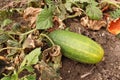 A overripe cucumber growing in the garden between wilted leaves Royalty Free Stock Photo