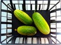 Overripe cucumbers on a black metal stand