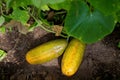 Overripe cucumbers with yellow skin are lying in the garden bed