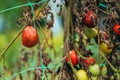 Overripe homegrown tomato fruit in organic garden
