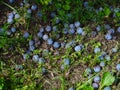 Overripe plums on the ground Royalty Free Stock Photo
