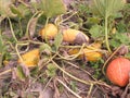 Overripe pumpkin in a pumpkin leaf yellow and green cuke Royalty Free Stock Photo