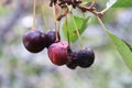 Overripe and rotting cherries hanging on a branch