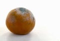 Overripe tangerine. Blue mold on the skin