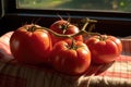 overripe tomatoes split open under the sun