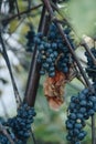 Overriped black grapes. Royalty Free Stock Photo