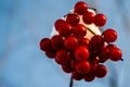 Overriped red berries and fragile twigs of guelder rose (viburnum) Royalty Free Stock Photo