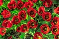 Oversaturated Tulips with red yellow petals and green yellowish