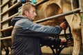 Overseeing the milking process. a male farmer milking cows on a dairy farm. Royalty Free Stock Photo