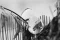 Oversized sunglasses model with big lenses and metal framereflecting the sun closeup.Selective focus Royalty Free Stock Photo