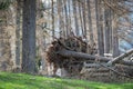 Overthrown tree with roots Royalty Free Stock Photo