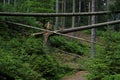 Overthrown trees and cracked trunks in the National Park Royalty Free Stock Photo