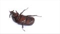 Overturn pose of Coconut rhinoceros beetle