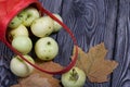 An overturned basket of apples. Nearby are apples and dried maple leaves. Fruit harvest Royalty Free Stock Photo