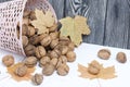 Overturned basket of walnuts. Dried maple leaves. Harvesting a new crop Royalty Free Stock Photo