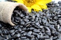 Overturned small bag with sunflower seeds with a yellow flower on a background Royalty Free Stock Photo