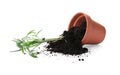 Overturned terracotta flower pot with soil and plant isolated Royalty Free Stock Photo