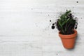 Overturned terracotta flower pot with soil and plant on white wooden background. Space for text Royalty Free Stock Photo