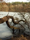 overturned tree over ice cover Royalty Free Stock Photo