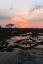 Overturned tree at sunset