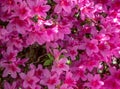 Overview of a bed with purple Gillyflowers, scientific name Dianthus caryophyllus, with many single flowers, bachground