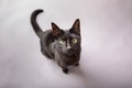 Overview of black domestic house cat starring at camera studio portrait