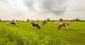 Overview of black and red spotted cows grazing in the Dutch mead